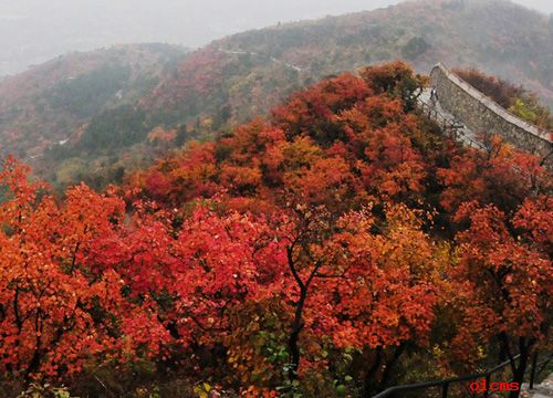香山紅葉