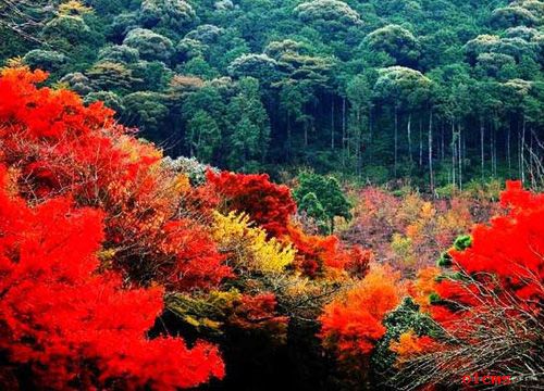 香山紅葉