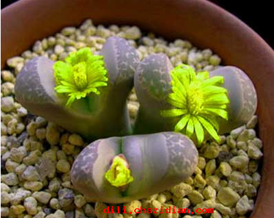 有生命的石頭：石頭開花了