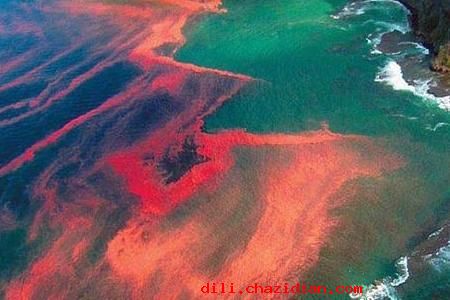 “紅色幽靈”赤潮所帶來的危害有哪些？
