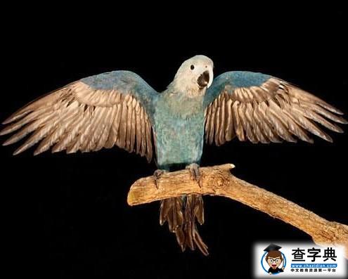斯皮克斯金剛鸚鵡