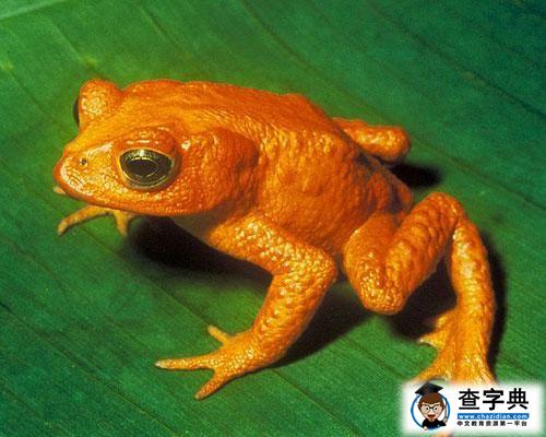 金蟾蜍