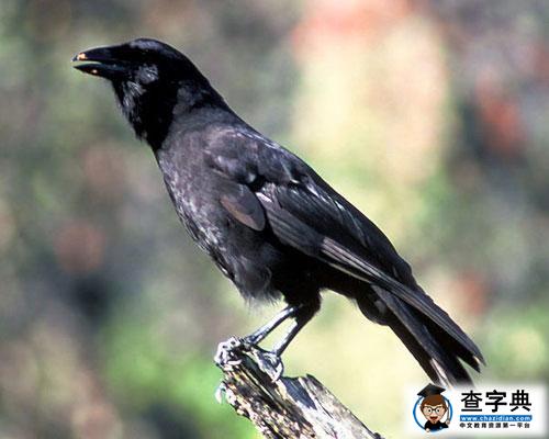 夏威夷烏鴉
