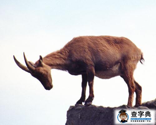 比利牛斯山羊
