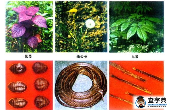 生物資源的概述