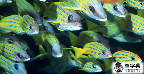 生物資源的概述