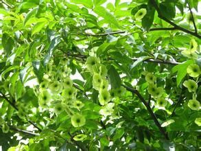 近500年樹齡搖錢樹在湖南被發(fā)現(xiàn)