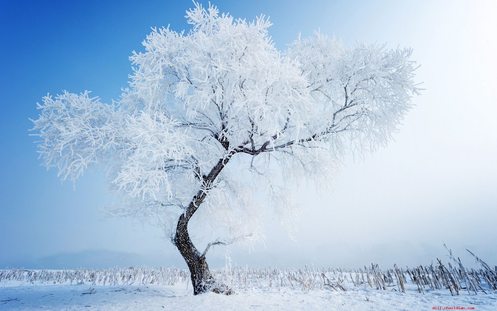 地理趣聞：彩色的雪之由來