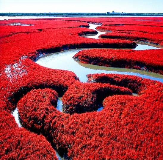 遼寧·紅海灘