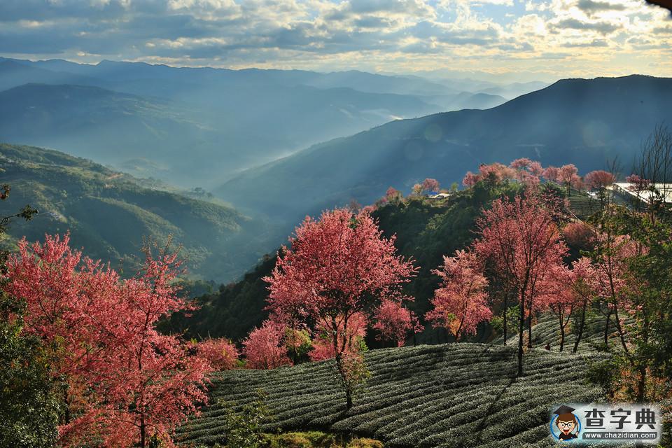 中國(guó)最早的春天---無量山“櫻花谷