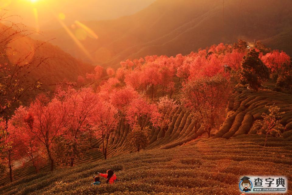 中國(guó)最早的春天---無量山“櫻花谷