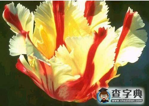 南美洲國家：巴西(3)3