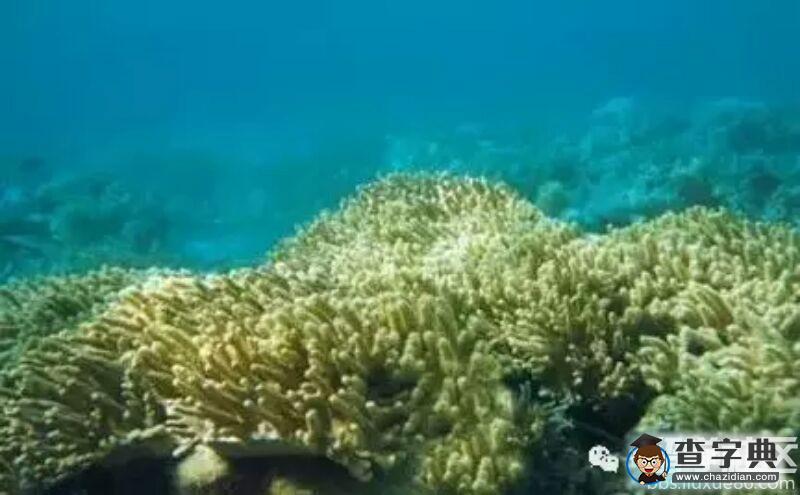 2017年高考文綜地理知識：中國的海岸類型3
