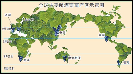 地理與生活：什么樣的地理環(huán)境適合種植釀酒葡萄？1